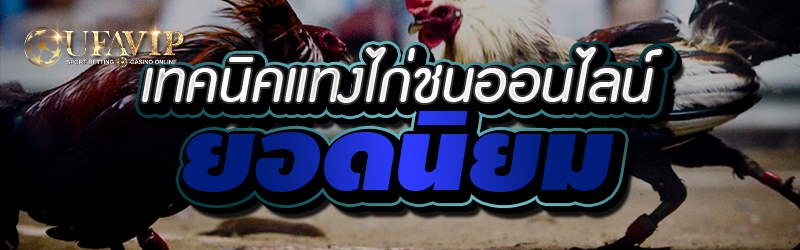 เทคนิคแทงไก่ชนออนไลน์ยอดนิยม