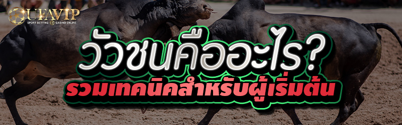 วัวชนคืออะไร? รวมเทคนิคสำหรับผู้เริ่มต้น