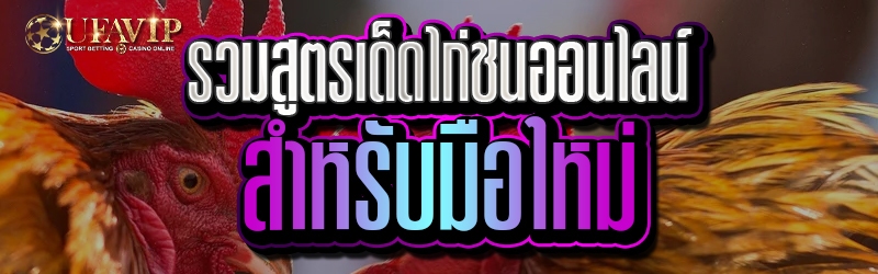 รวมสูตรเด็ดไก่ชนออนไลน์สำหรับมือใหม่