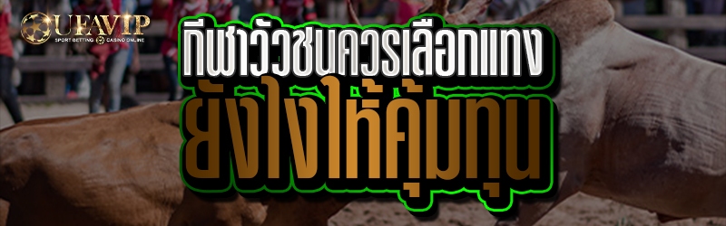กีฬาวัวชนควรเลือกแทงยังไงให้คุ้มทุน